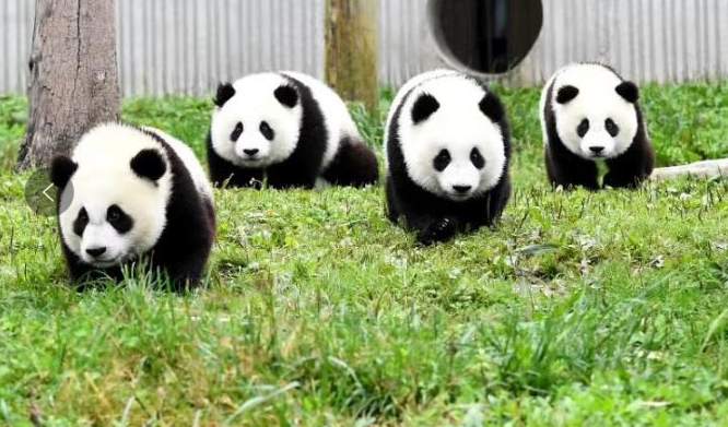 由濒危降为易危!大熊猫野外种群数量达1800多只