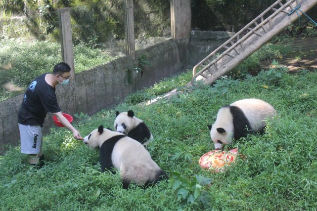 重庆:大熊猫吃月饼,吃水果盘迎中秋庆佳节