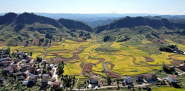 重庆石柱:"千野"香稻香千野