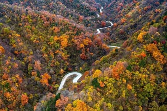 金秋十月秦岭风景廊道万山红遍,留坝红叶奇幻游拉开帷幕