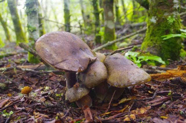 丽江生物多样性之美:杨向红镜头下千奇百怪的雪山野生菌
