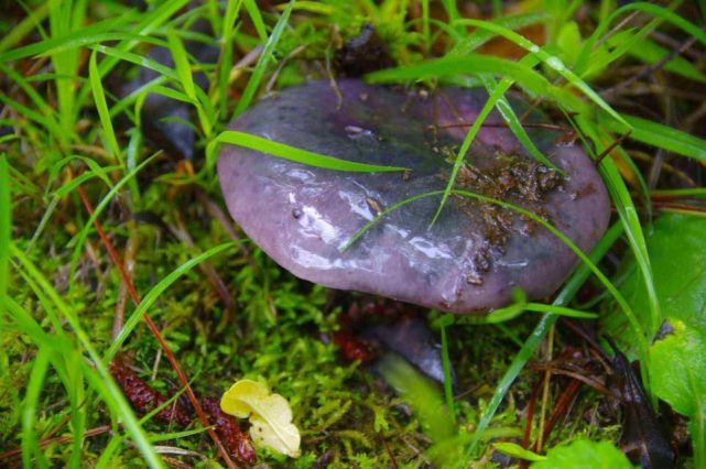 丽江生物多样性之美杨向红镜头下千奇百怪的雪山野生菌