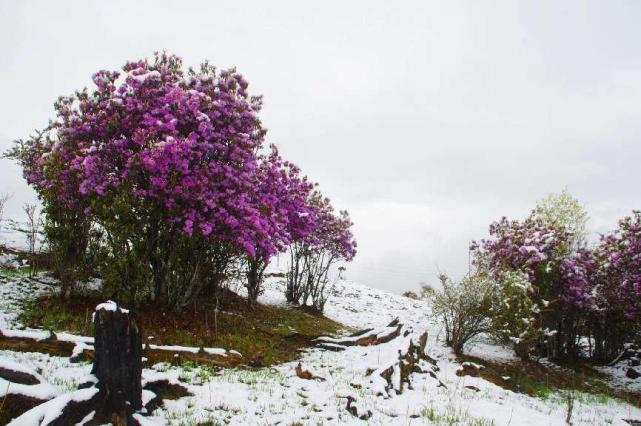 云南丽江格拉丹五月飘雪白雪红花别样美景