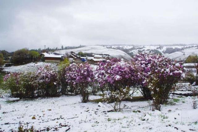 云南丽江格拉丹五月飘雪白雪红花别样美景