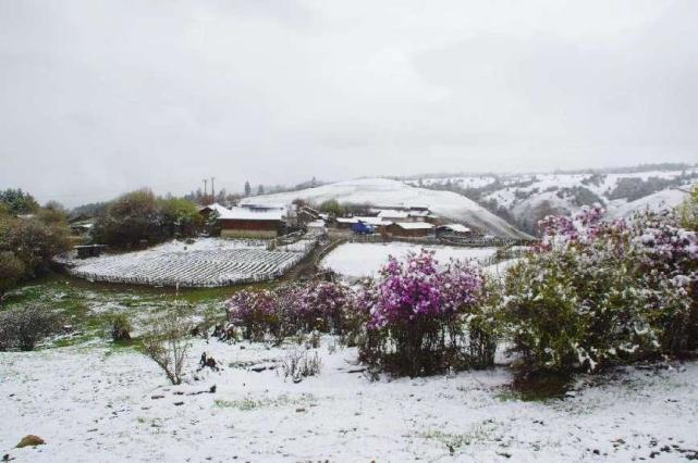 云南丽江格拉丹五月飘雪白雪红花别样美景