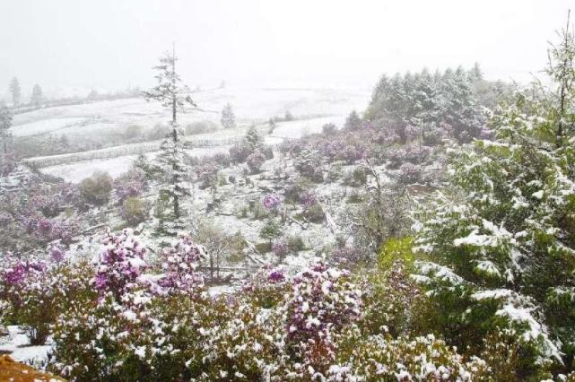 云南丽江格拉丹五月飘雪白雪红花别样美景