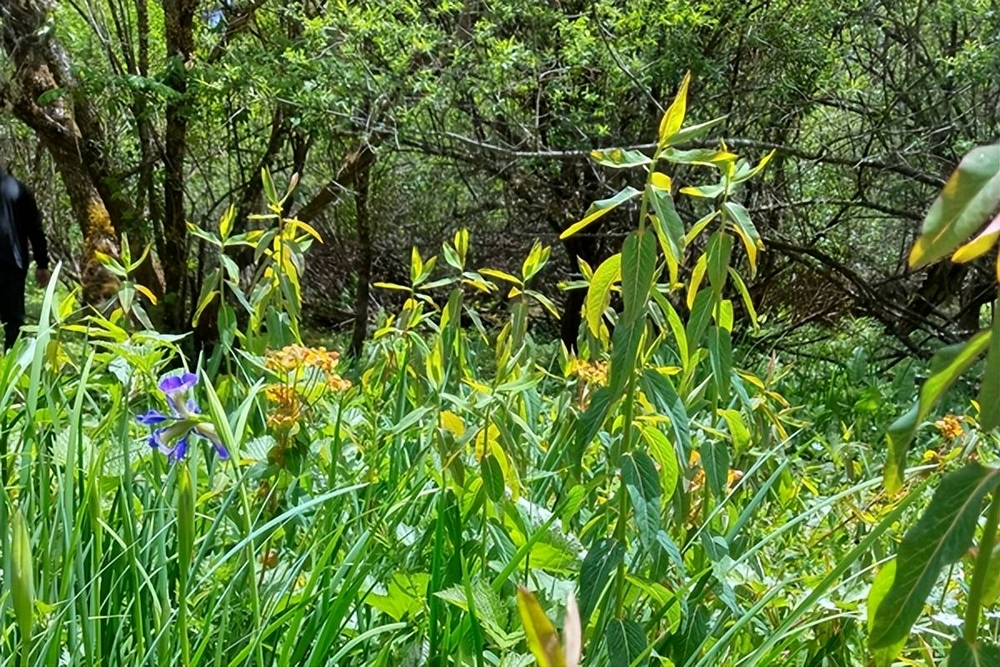 株洲诗人陈招生组诗四首访山问水写心声