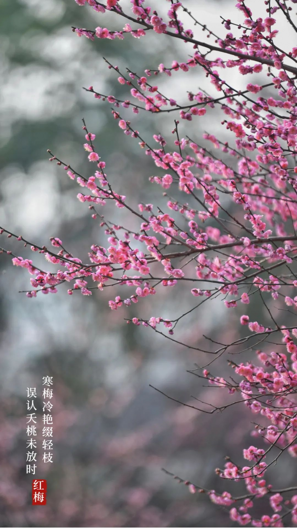 今天你的手机壁纸让这缕清香承包吧