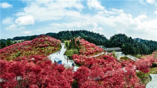 鲜花都不及一抹红枫来得艳丽,在距离主城70公里之外的圣灯山镇梁岗村