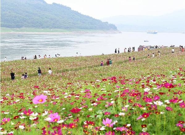 近日,重庆市巴南区木洞镇长江岸边的格桑花竞相开放,吸引游客前来赏花