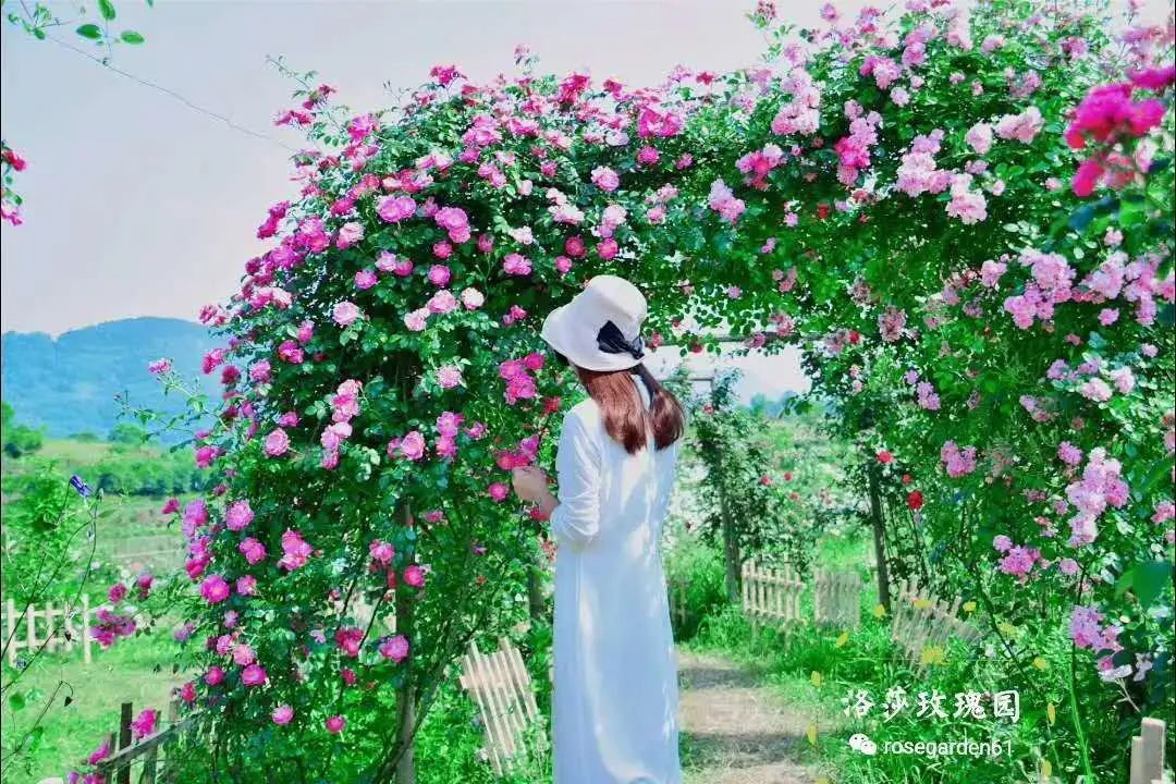 巴南洛莎玫瑰园已花开成海,错过等一年哦!