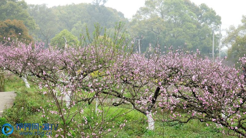 重庆市北碚区东阳街道西山坪村苓茏苑农业公园的桃花绽放.