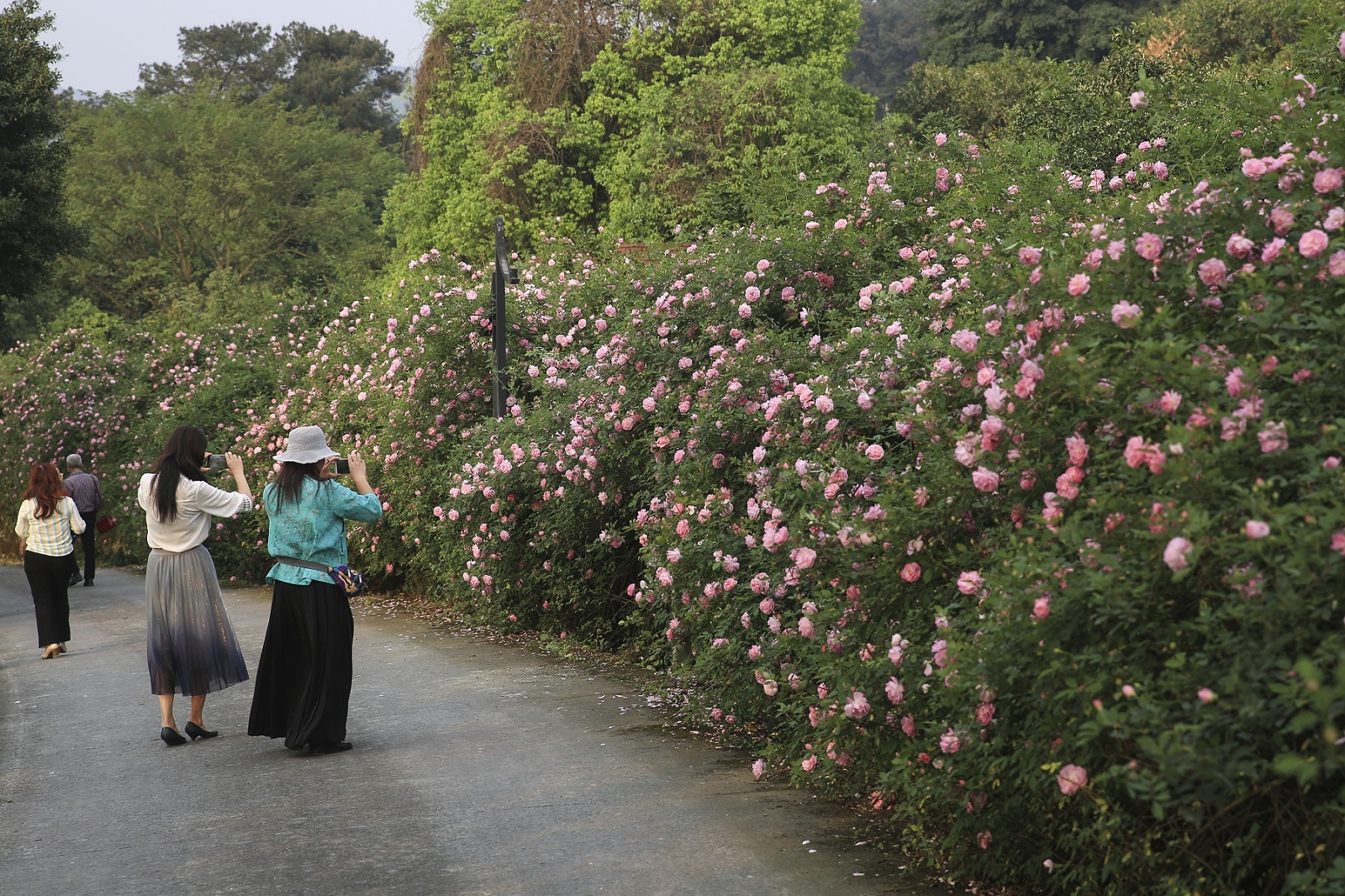 3月26日游客在重庆市北碚区金果园景区欣赏盛开的蔷薇花