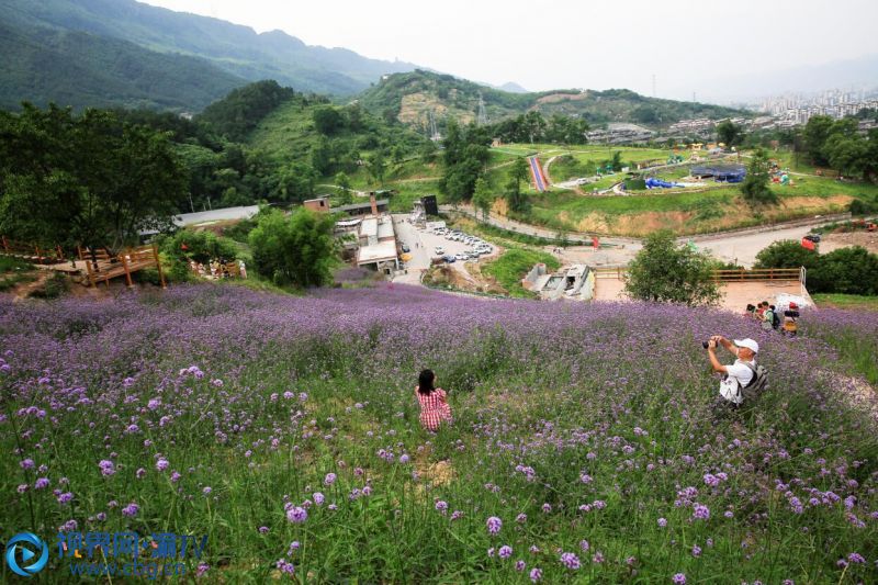 5月23日,游人在北碚自然世界公园欣赏盛开的柳叶马鞭草.