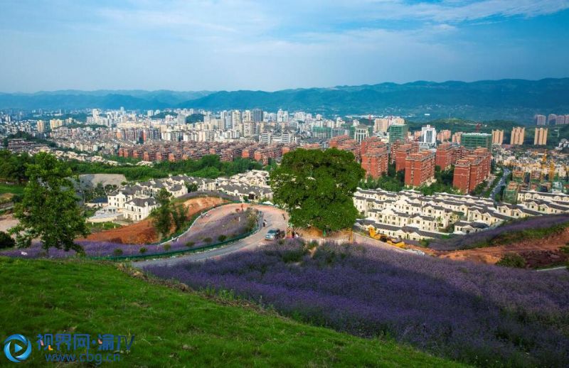5月23日,北碚自然世界公园的柳叶马鞭草进入盛花期,吸引不少市民前来