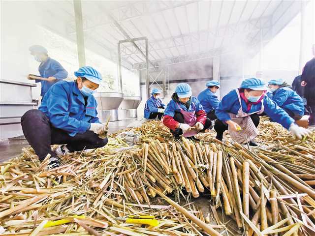 彭瑜 摄 4月21日,大巴山深处的城口县沿河乡北坡村,新建的竹笋加工厂