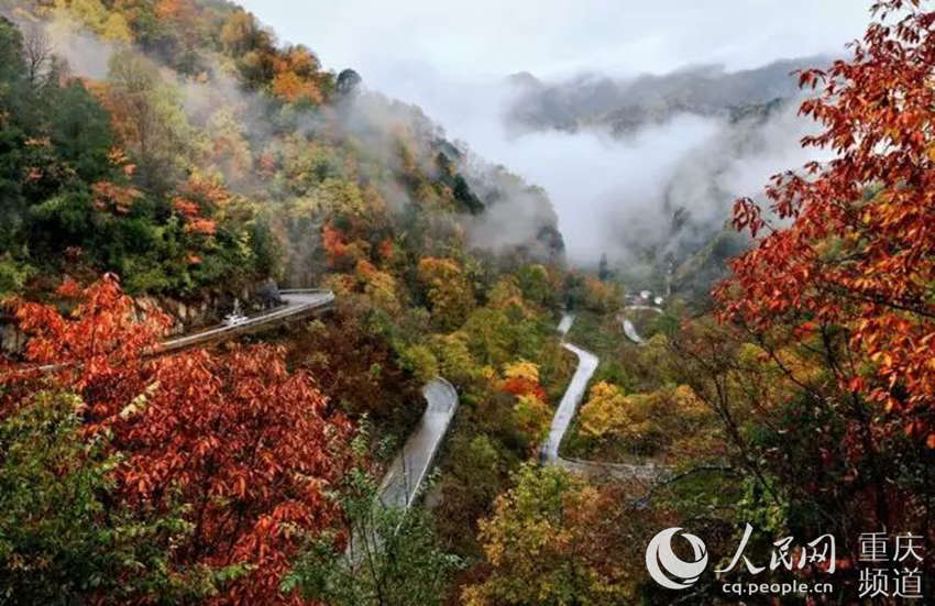 生态优美的风景.城口县文旅委供图