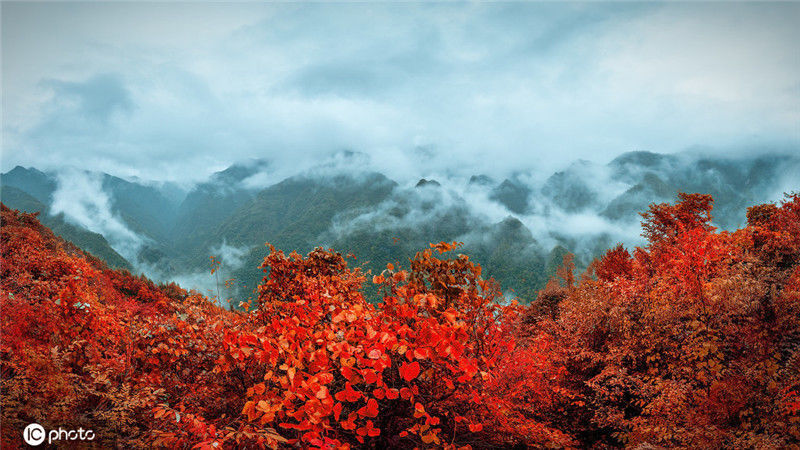 重庆城口:大巴山腹地赏秋看红叶,成大自然的调色板