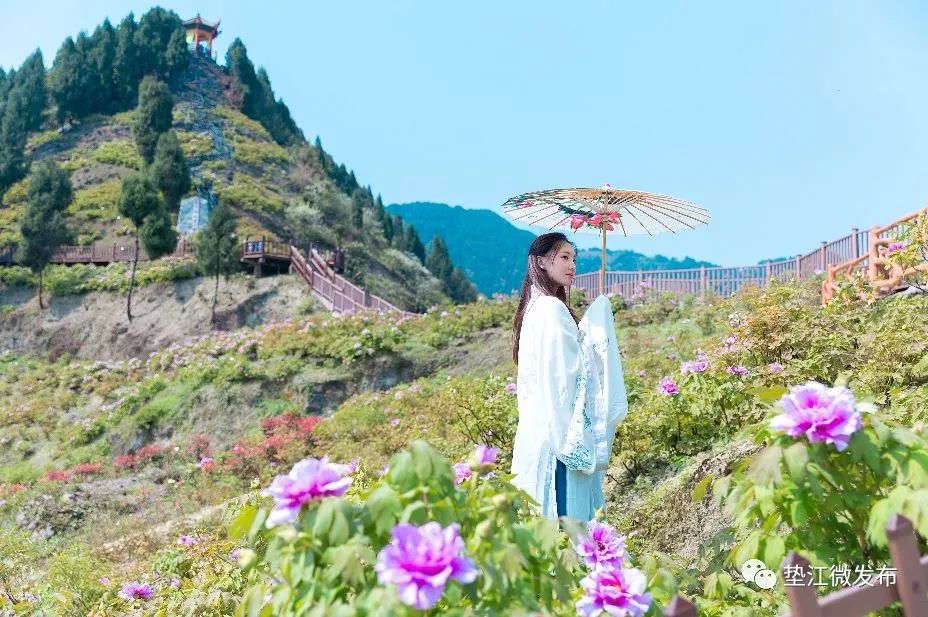 第21届垫江牡丹文化节明天正式开幕!