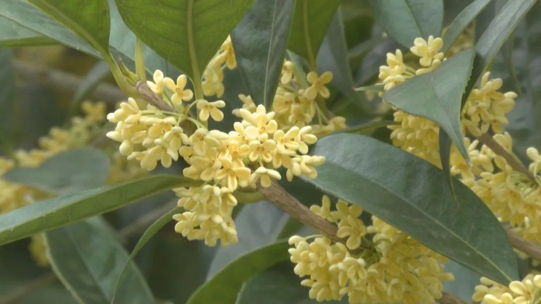 金秋时节桂花开 花香四溢惹人醉