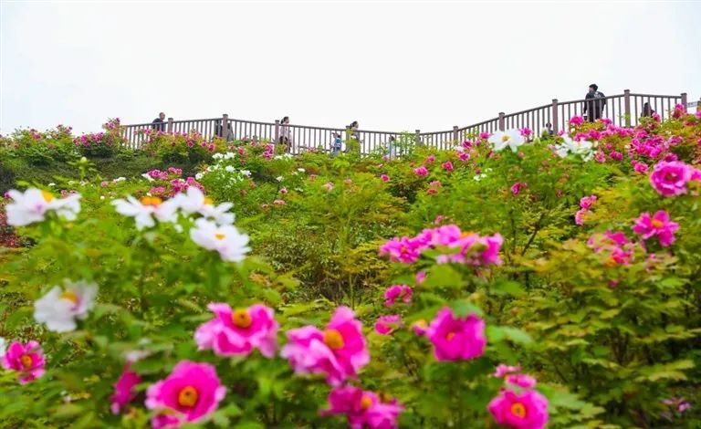 连日来,记者走进牡丹樱花世界,华夏牡丹园和恺之峰旅游区等景区,发现