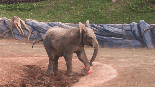 壁纸 动物 马 骑马 犀牛 野生动物 500_281 gif 动态图 动图