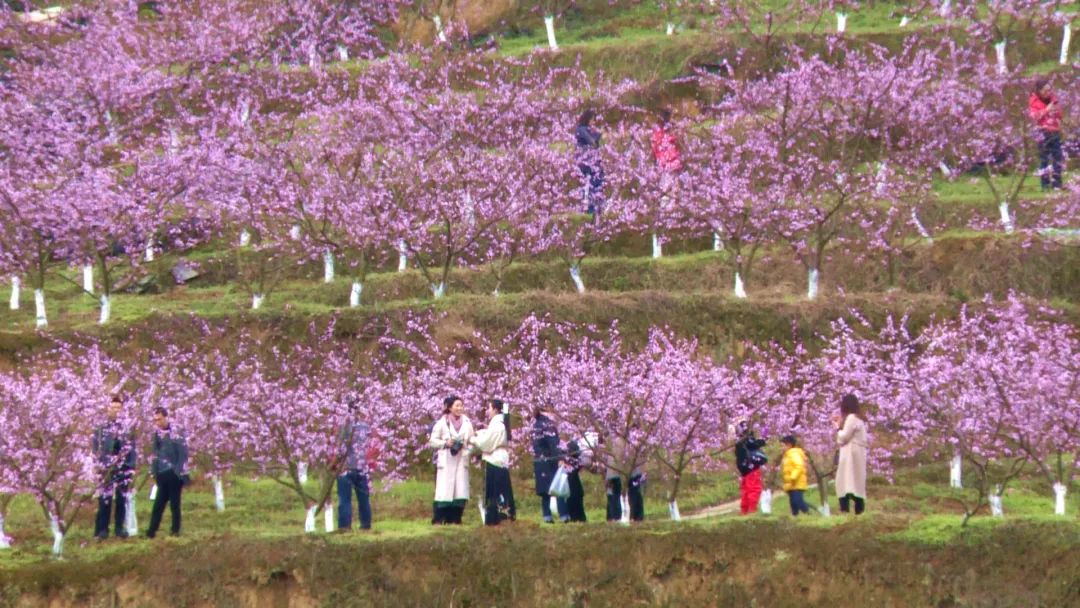 丰都仙女湖镇首届山磴坡桃花节开幕活动将持续到4月5日