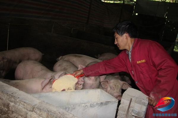 马培顺给猪添加饲料致富不忘帮助乡邻如今,马培顺家早已摆脱贫困,他也