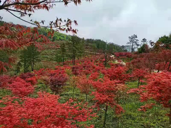 丰都:石里红枫惊艳绽放 文旅发展助力乡村振兴