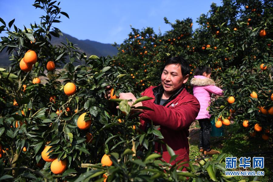 重庆奉节脐橙丰收上市