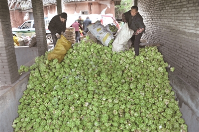 今春青菜头收购鲜销均价略高于去年