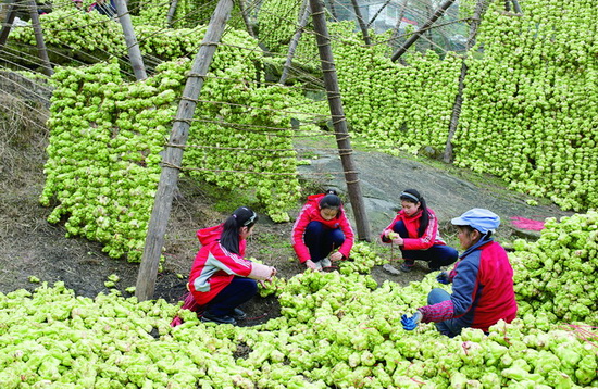 城里娃下乡砍菜头 体验劳动的快乐