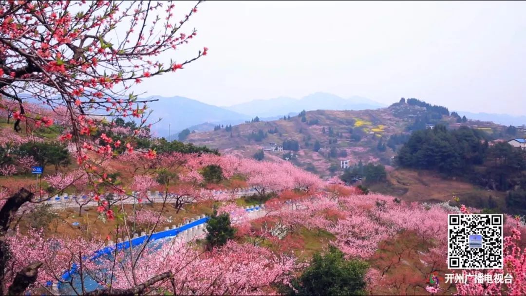 桃花开啦 郭家毛成桃花节明日开幕 约吗?