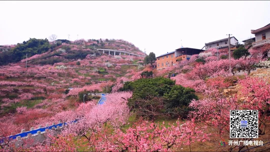 开州新闻 正文 主办方还介绍 毛成桃花的花期将持续半个月 建议大家