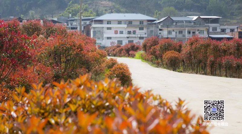 开州九龙山500亩红叶石楠红得好旺!