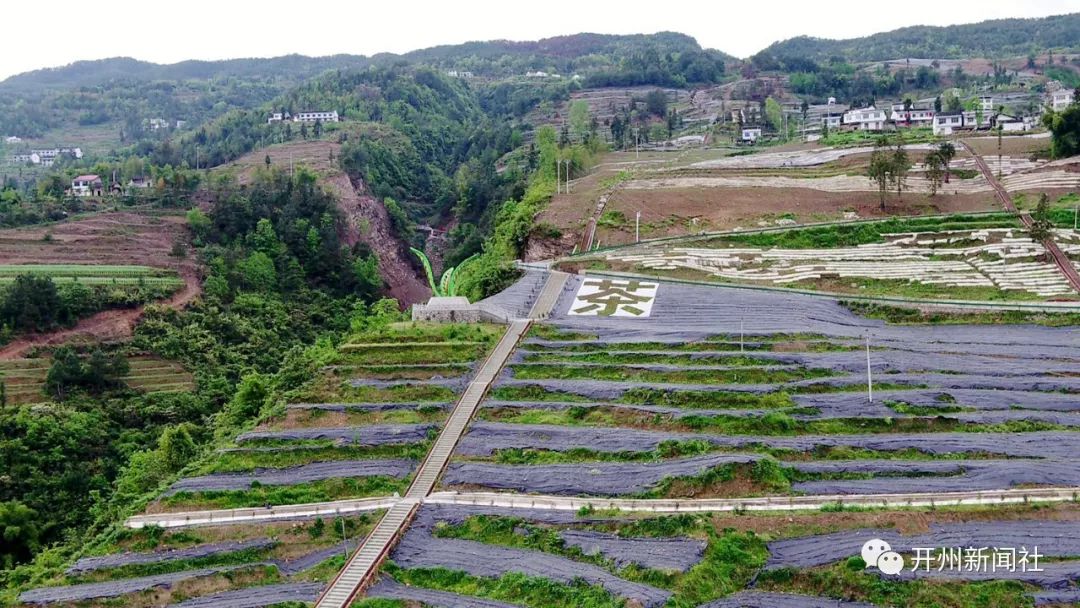 开州大进镇万亩茶园满眼春,吐露新芽美出新高度