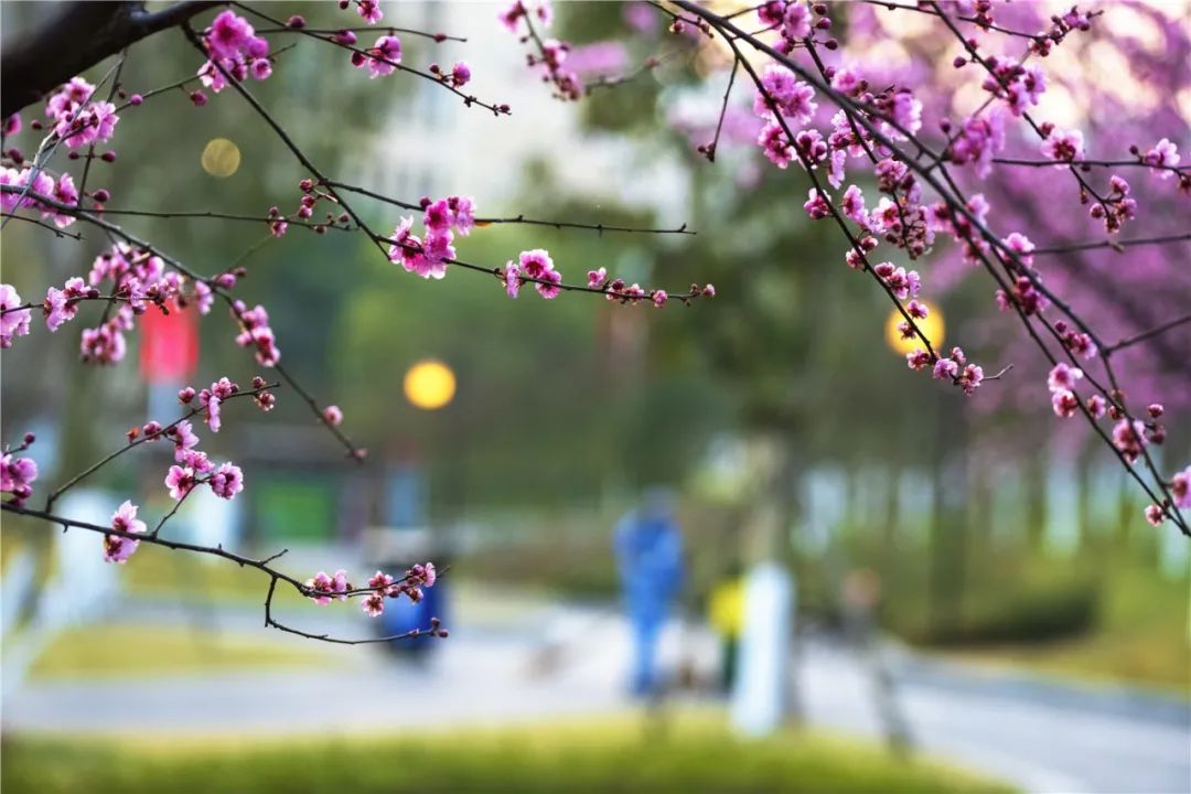 红梅花 是春日里最常见的点缀 或娇艳似火 或粉嫩欲滴 烂漫无比