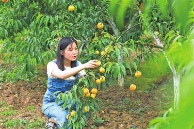 首页>梁平新闻>正文5月20日,市民在石安镇里程村黄桃园采摘黄桃.