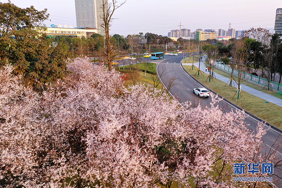 重庆:春色盎然惹人醉 花影婆娑迎客来