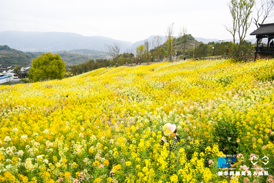 【"飞阅"中国】彩色油菜花海,点靓"醉美"春天