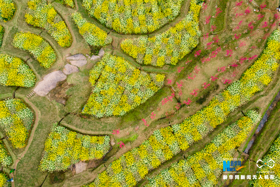 飞阅中国彩色油菜花海点靓醉美春天