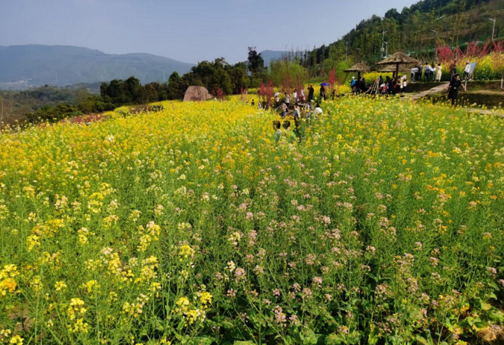 两江新区处处赏花踏春"忙"!