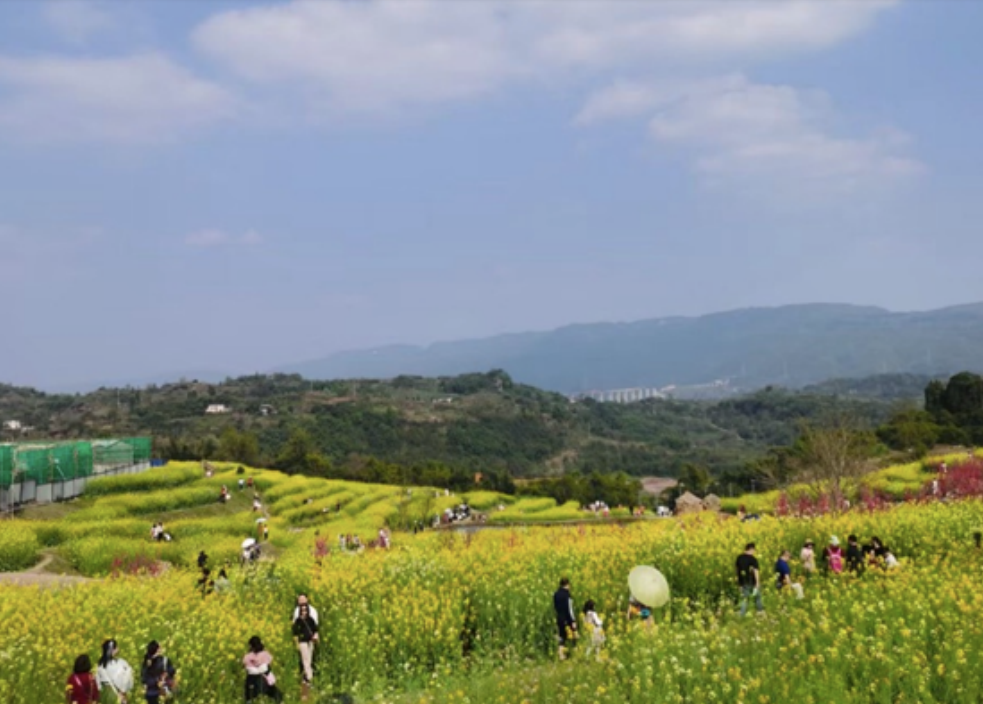 两江新区处处赏花踏春"忙"!