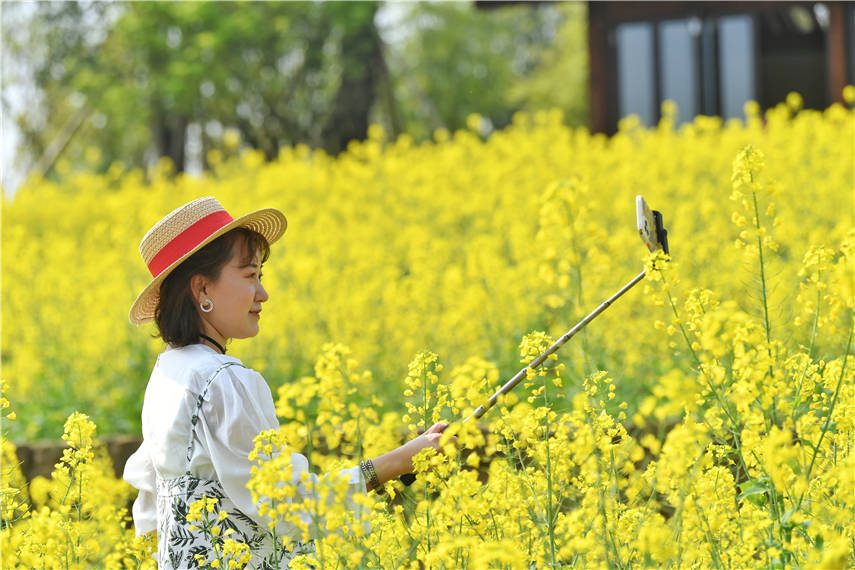 重庆广阳岛:油菜花开春意浓