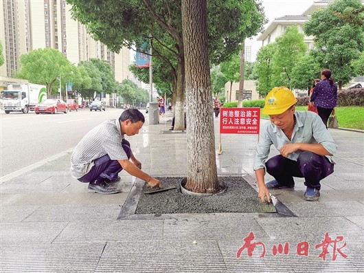 城区行道树树池换新