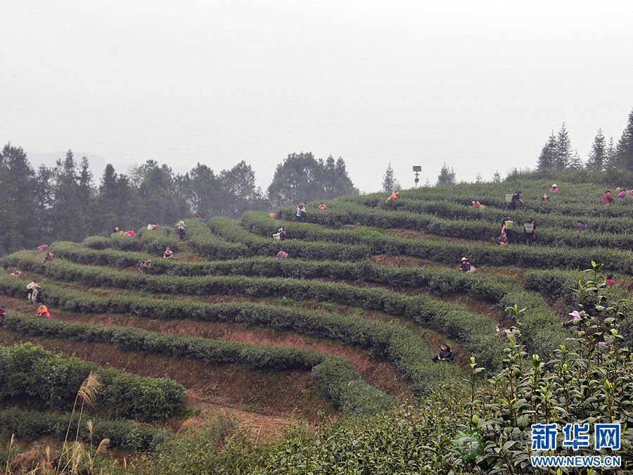 2月28日,在重庆南川大观茶场种植基地,农户正在采摘茶芽.尹刚  摄