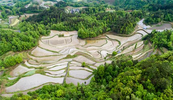 (通讯员 张益明)4月21日,在重庆市黔江区黑溪镇白合居委厚重岩梯田里