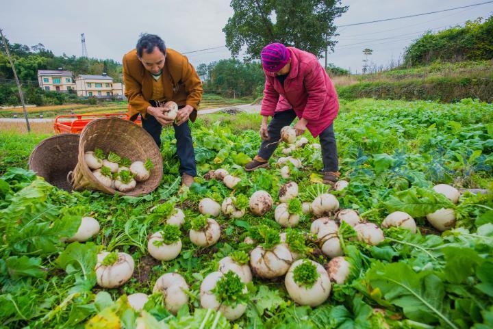 又是一个丰收年~ 綦江草蔸萝卜助农增收