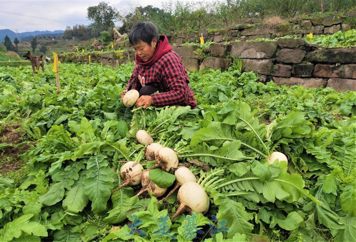 赶水镇石房村:萝卜产业带动脱贫 乡村旅游助农增收