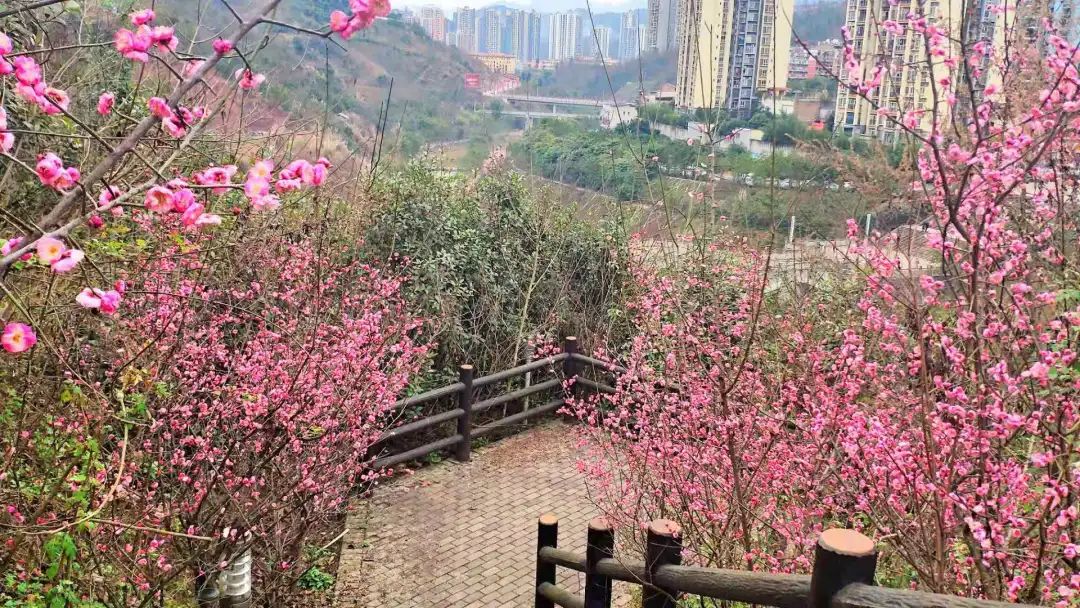 春日暖阳綦江的花花花花花来了